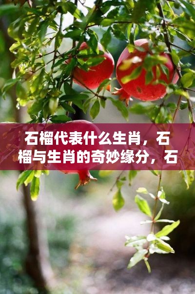 石榴与生肖的奇妙关联,石榴究竟代表哪个生肖?