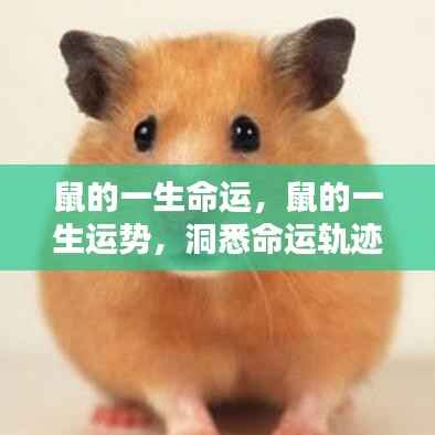 揭秘鼠年命运轨迹,洞悉运势,把握人生机遇