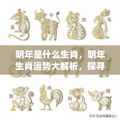 明年生肖运势揭秘,探寻属于你的未来篇章