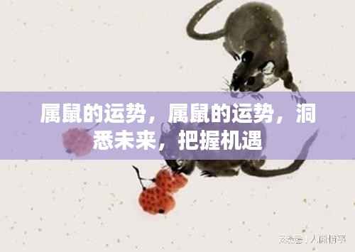 属鼠运势揭秘,洞悉未来,把握机遇大揭秘