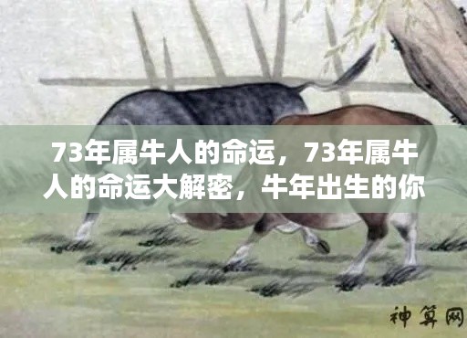揭秘1973年属牛人的命运,命运走向大解密