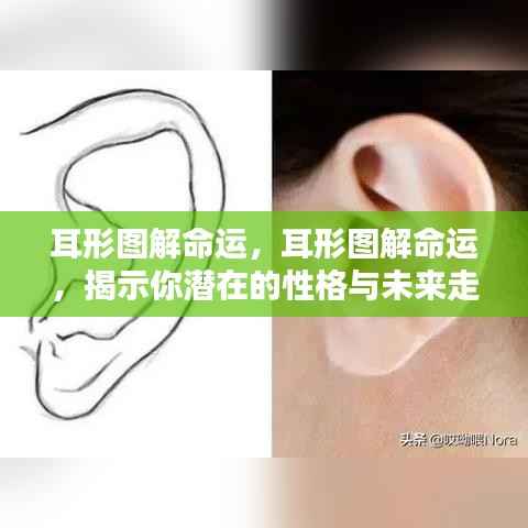 耳形图解命运,揭示性格与未来走向的奥秘