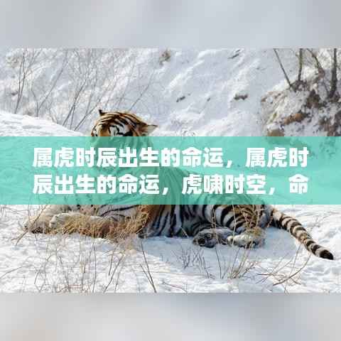 属虎时辰出生的命运解析,虎啸时空下的独特命运走势