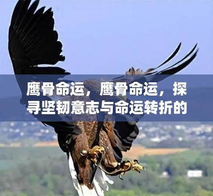 鹰骨命运,揭示坚韧意志与命运转折的奥秘