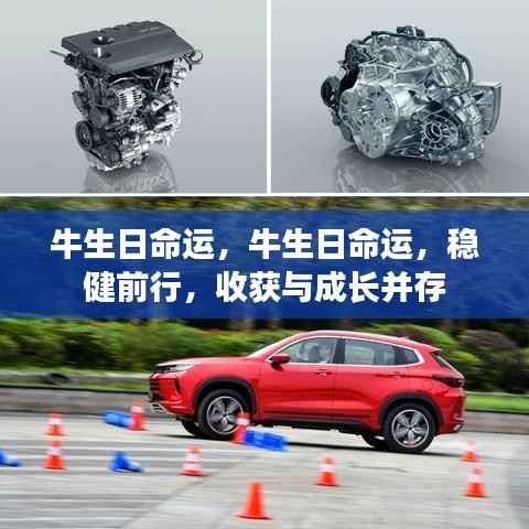 牛生日命运,稳健前行,收获与成长双丰收