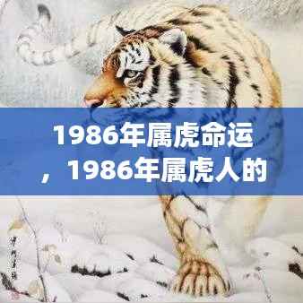 1986年属虎人的命运展望,虎虎生威还是命运多舛?