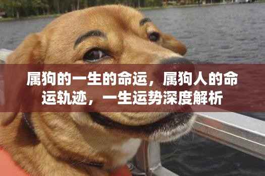 属狗人一生运势深度解析,命运轨迹与幸运展望