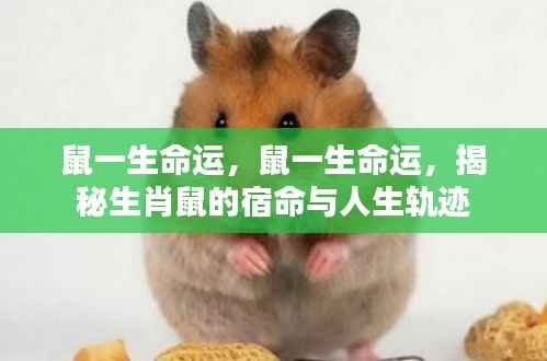 揭秘生肖鼠的宿命与人生轨迹，一生命运解析