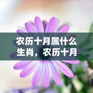 农历十月生肖运势深度解析,探索生肖特点与运势揭秘