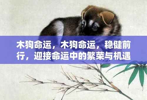 木狗命运,稳健前行,繁荣与机遇的迎接之路