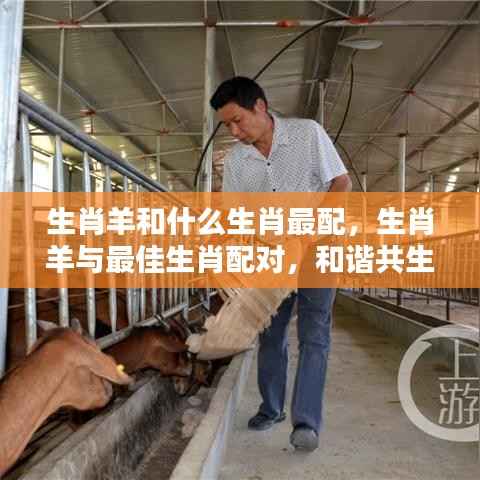 生肖羊的最佳配对生肖,和谐共生的奥秘与生肖配对解析