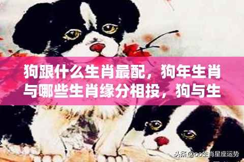 狗年生肖与哪些生肖缘分相投,生肖狗的完美配对解析