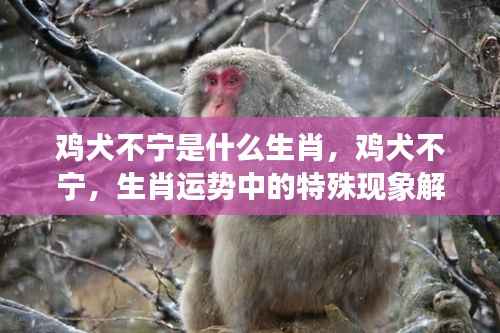 鸡犬不宁的特殊生肖现象解读,探寻生肖运势背后的深层含义