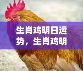 生肖鸡明日运势预测分析