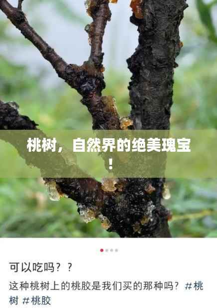 桃树,自然界的绝美瑰宝!