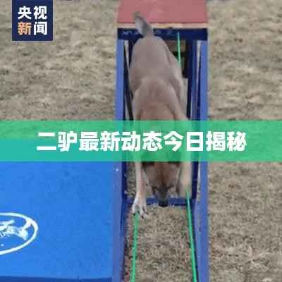 二驴最新动态今日揭秘