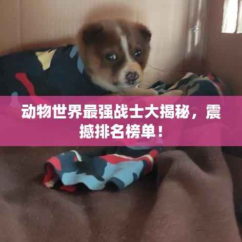 动物世界最强战士大揭秘，震撼排名榜单！