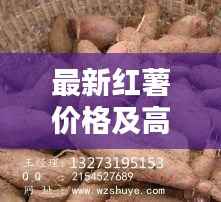 最新红薯价格及高清图片大全,一览今日行情