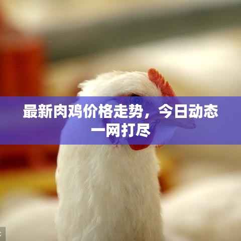 最新肉鸡价格走势,今日动态一网打尽