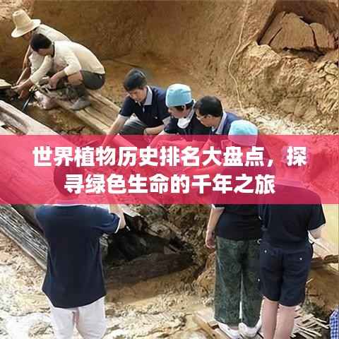 世界植物历史排名大盘点,探寻绿色生命的千年之旅