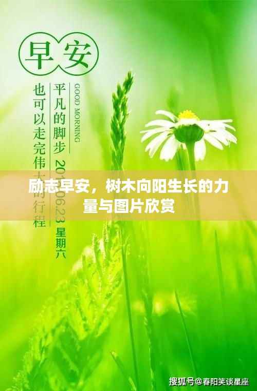 励志早安,树木向阳生长的力量与图片欣赏