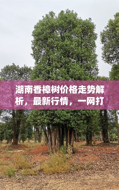 湖南香樟树价格走势解析,最新行情,一网打尽!